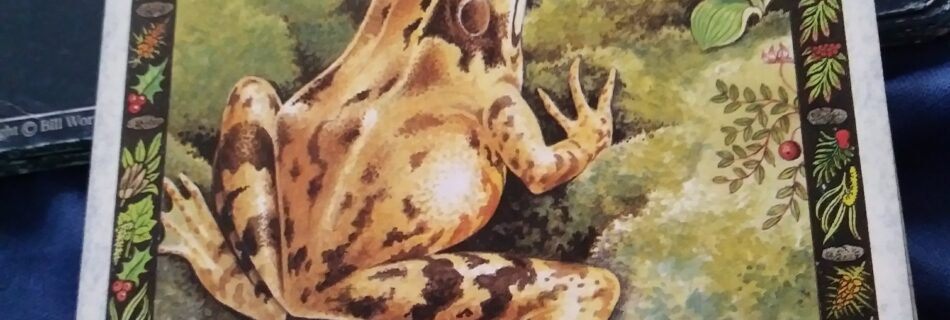 A Message from the Universe - Frog