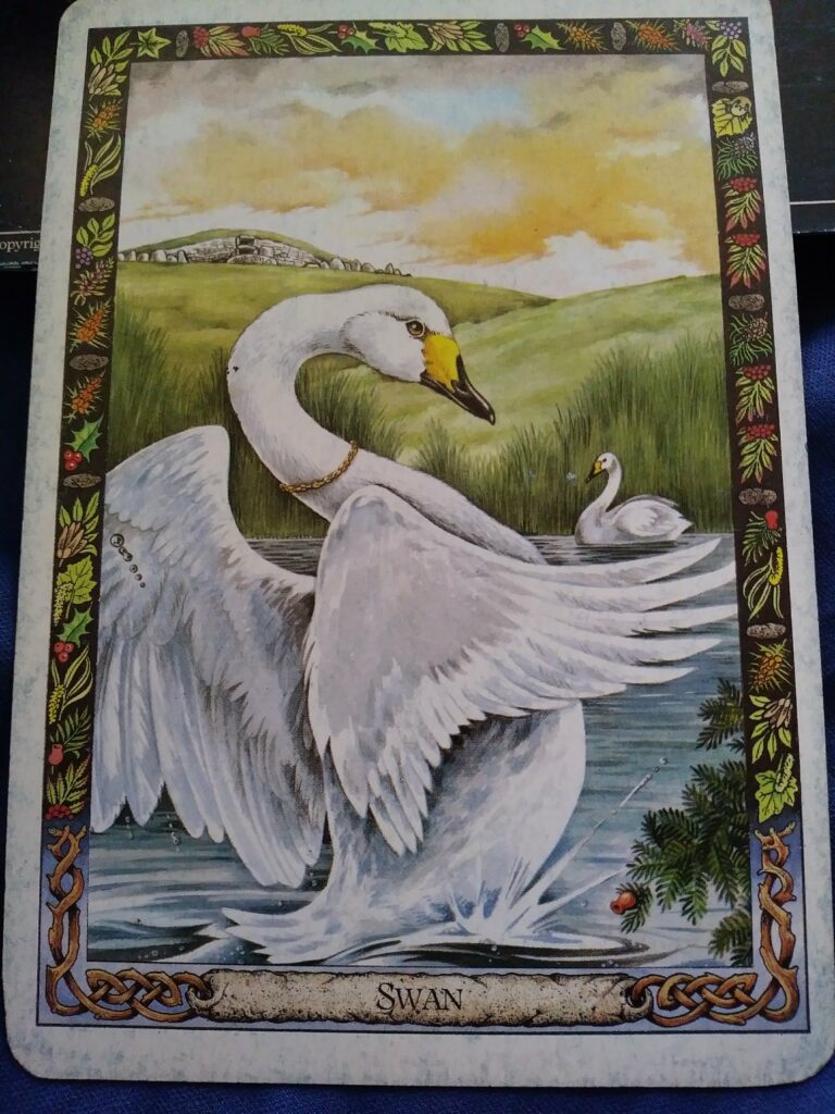 A Message from the Universe - Swan