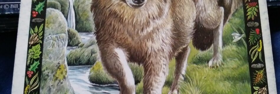 A Message from the Universe - Wolf (reversed)