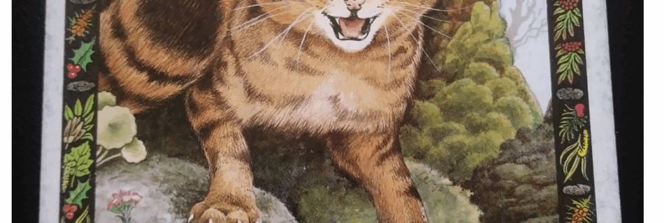 A Message from the Universe - Cat (reversed)