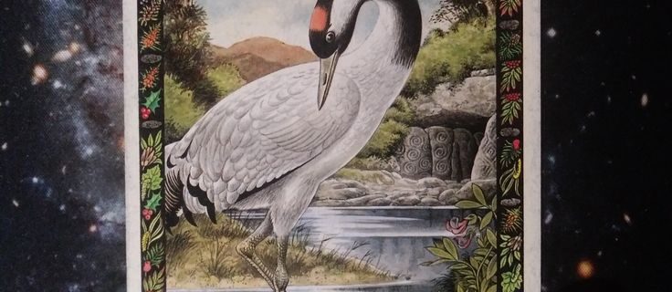 Druid Animal Oracle Card