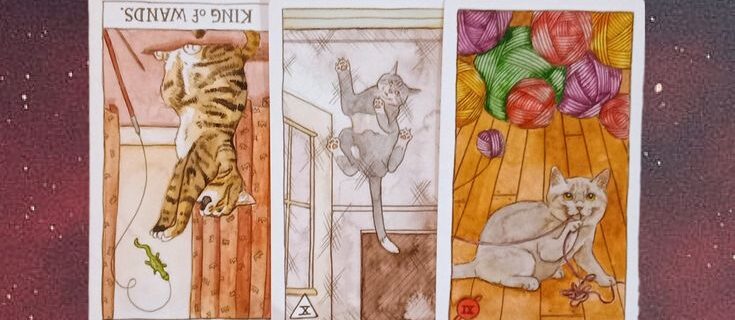 A Message from the Universe ~ Make Time to Self-Reflect, Cat Tarot Cards