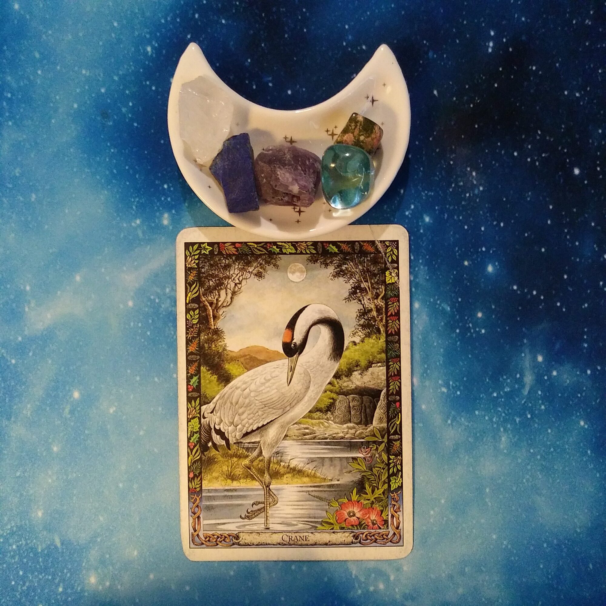 A Message from the Universe ~ Keep Your Eye On The Prize, Druid Animal Oracle Card