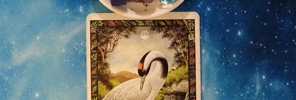 A Message from the Universe ~ Keep Your Eye On The Prize, Druid Animal Oracle Card